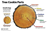 Tree Cookie